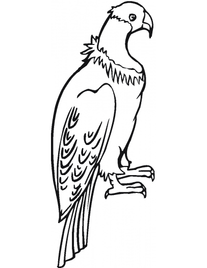 desene de colorat condor